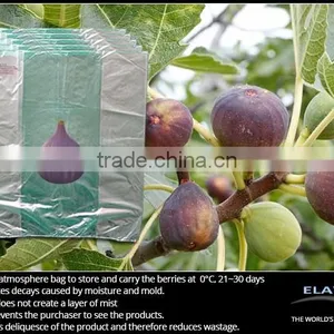 Blueberry Bag thumbnail-3
