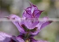 BEST EXPOTER OF CLARY SAGE OIL thumbnail-1
