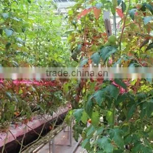 Commercial Greenhouse thumbnail-5