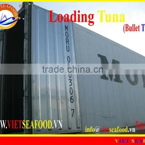 LOADING WHOLE ROUND BULLET TUNA thumbnail-1