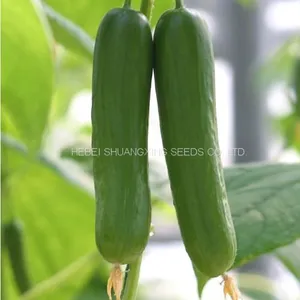 Early Maturity Hybrid Cucumber Seeds for Sale thumbnail-1