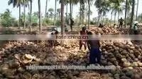 Wholesale Desiccated Coconut in India thumbnail-1