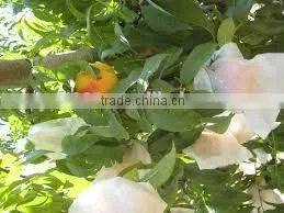 Paper Material Fruit Paper Bag thumbnail-2