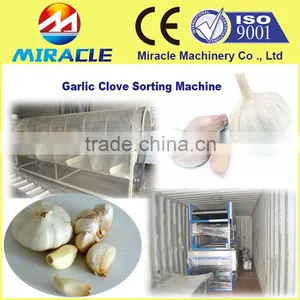 Fast Delivery Within 6 Days Garlic Clove Sorting and Made in China Grading Garlic by Size Machine Price thumbnail-1