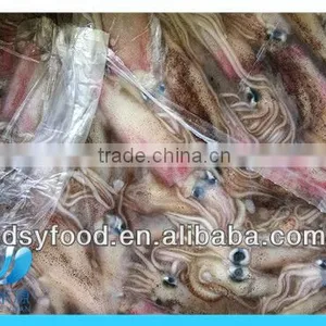 Frozen Whole Califorian Squid thumbnail-4
