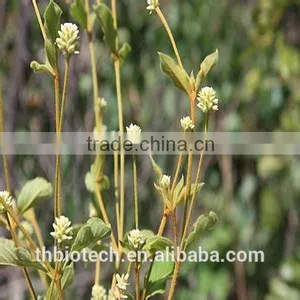 2015 Manufacturer Pure Natural High Qulity Suma Extract, Pfaffia Paniculata Extract, Brazilian Ginseng Extract thumbnail-4