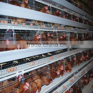 Varioties Functions Battery Broiler Chicken Cage for Broiler or Breeding Chicken thumbnail-5