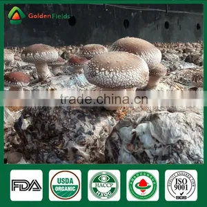 Fresh Dried Shiitake Mushroom Growing Shiitake Mushroom Log Spawn for Mushroom Farm thumbnail-1