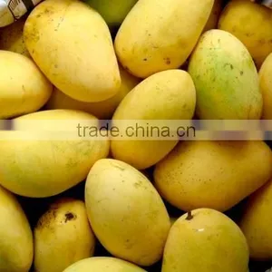Fresh Chunsa Mango thumbnail-2