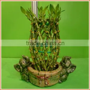 Pineapple Shape Cage Shape Lucky Bamboo Air Bonsai Tree Dracaena Sanderiana Indoor Aquatic Plants Nursery Garden Decoration thumbnail-3