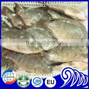 Frozen Tilapia Wholesale Price Fish for Canning thumbnail-1