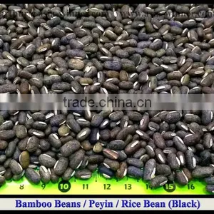 Peyin Beans [ Black ] thumbnail-1
