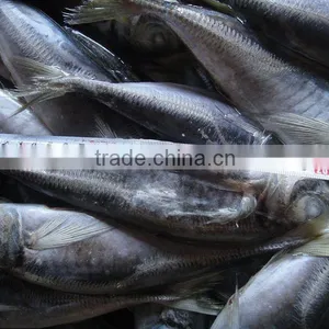 Frozen Horse Mackerel Trachurus Japonicus thumbnail-1
