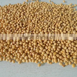 Soy, Soya Beans thumbnail-1