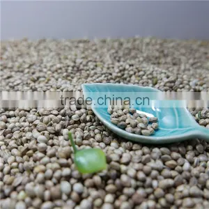 Hemp Seeds for Sale thumbnail-1