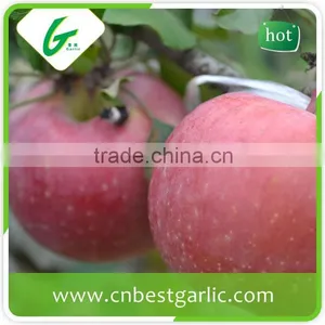 Big Fresh Fuji Apple With Best Price thumbnail-6