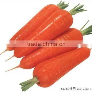 Fresh Carrot 80-150g thumbnail-2