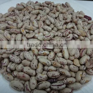 LIGHT SPECKLED KIDNEY BEANS ON HOT SALE thumbnail-1