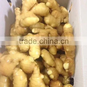 Fresh Ginger With Pvc Carton of Semi-dry Ginger thumbnail-4