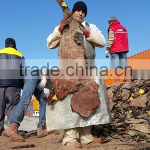 WET SALTED COW HEAD SKIN thumbnail-5