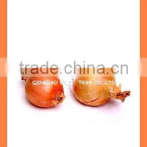Best Quality Fresh Yellow Onion PRODUCTS From China With High Quality thumbnail-2