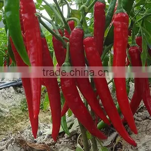Hybrid F1 Green Red Chilli Pepper Seeds for Sale-Xiang La No.2 thumbnail-2
