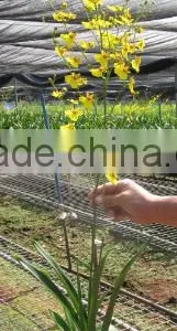 Oncidium Plant thumbnail-1