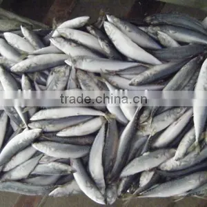 Anchovy Fish Meal for Sale thumbnail-6