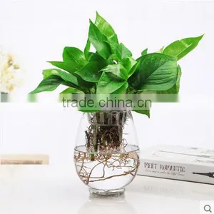 Dinosaur Egg Shaped Flower Glass Vase for Home Decoration Hydroponic Glass Terarium thumbnail-2