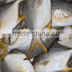 Frozen Golden Pomfret Fish thumbnail-3