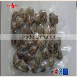 Vacuum -packed Short Necked Clam in Shell thumbnail-1