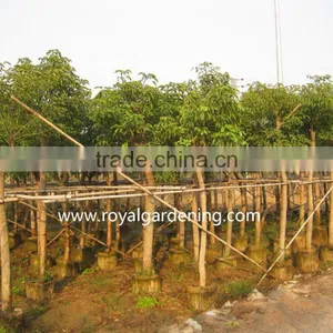 Heteropanax Fragrans (Roxb.) Ornamental Plants thumbnail-2