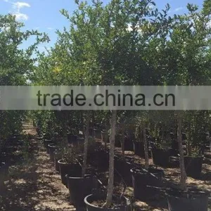 Punica Granatum thumbnail-4