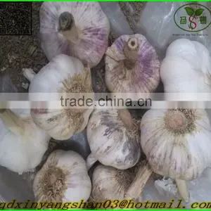 White Garlic,Normal White Garlic thumbnail-2