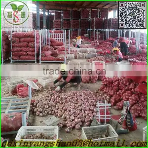 Red Dried Fresh Onion /Fresh Onion/red Onion thumbnail-1
