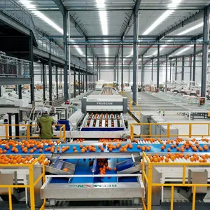 REEMOON Orange Intelligent Sorting and Grading Solution, Oranges Sorter Machine, Grading Equipment thumbnail-4
