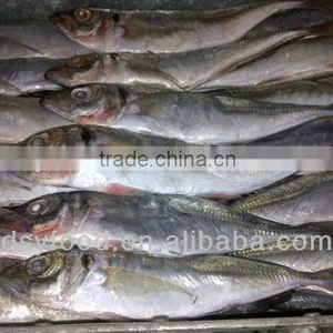 Frozen Horse Mackerel Canned Fish thumbnail-1