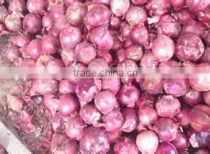 Onion Skin Paper thumbnail-1
