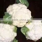 Broccoli Extract thumbnail-1