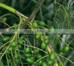 2014 GMP BNP Provides Best Quliaty And Natural Pharmaceutical Grade Saw Palmetto thumbnail-1