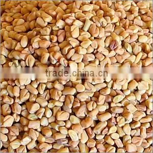 Superior Quality Fenugreek Seed thumbnail-2