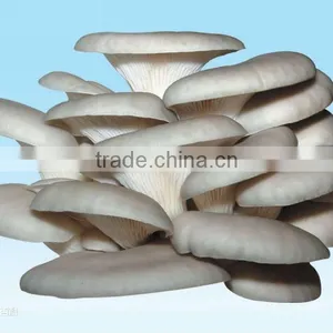 Agaricus Bisporus/ Oyster Mushroom/Pleurotus Ostreatus With ISO, HACCP and GAP Certification thumbnail-1