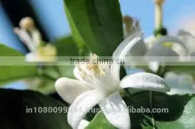 Neroli Oil thumbnail-1