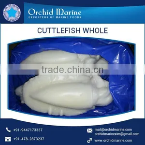 Cleaned and Frozen Whole Cuttle Fish at Export Price thumbnail-5