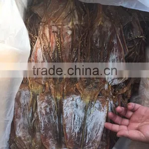 Dried Squid thumbnail-4