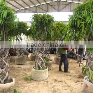 Cage Shape Ficus Irregularis Packing thumbnail-1