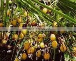 Sawpalmetto Oil thumbnail-2