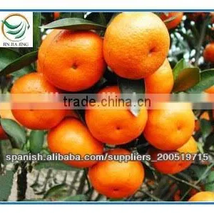 New Harvested Yongchun Fresh Mandarin Orange thumbnail-6