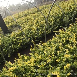 the Ligustrum Japonicum 'howardii' Balls With a Crown Width of 1 Meter Are Inexpensive and Have a High Survival Rate. thumbnail-2