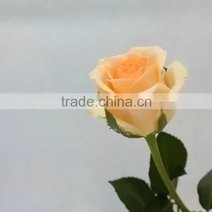High Quality Promotional Champagne Color Rose Flowers thumbnail-3